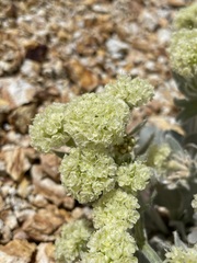 Eriogonum robustum