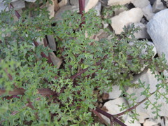 Scrophularia juratensis