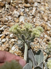 Eriogonum robustum