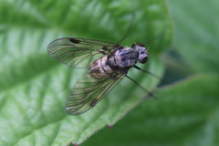 Chrysopilus cristatus