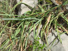 Asphodelus macrocarpus