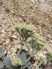 Eriogonum robustum