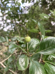Crataegus tracyi