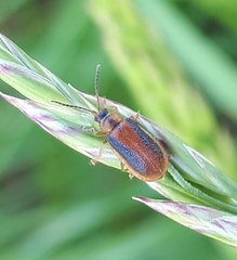Galerucella calmariensis