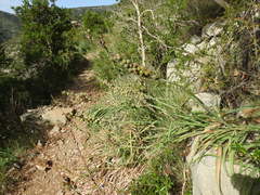 Asphodelus macrocarpus