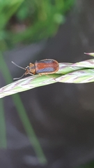 Galerucella calmariensis