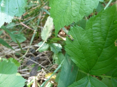 Evacanthus interruptus