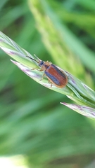 Galerucella calmariensis