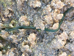 Eulalia