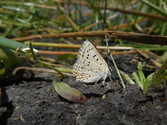 Tharsalea xanthoides