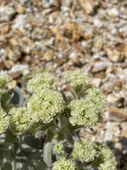 Eriogonum robustum