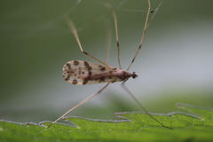 Ilisia maculata