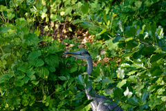 Ardea cinerea