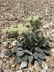 Eriogonum robustum