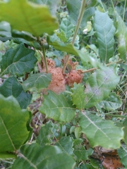 Andricus quercusramuli