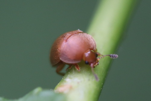 Grote gele glanskever, Lisse, Zuid-Holland, Netherlands, photo 9 of 10