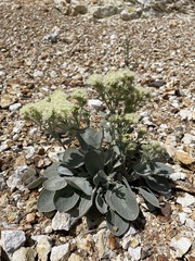 Eriogonum robustum