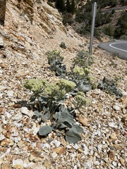 Eriogonum robustum