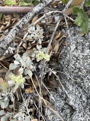 Eriogonum
