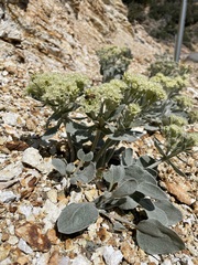 Eriogonum robustum