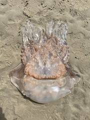 Rhizostomatidae