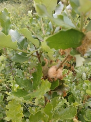 Andricus quercusramuli