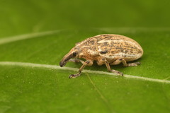 Larinus ursus