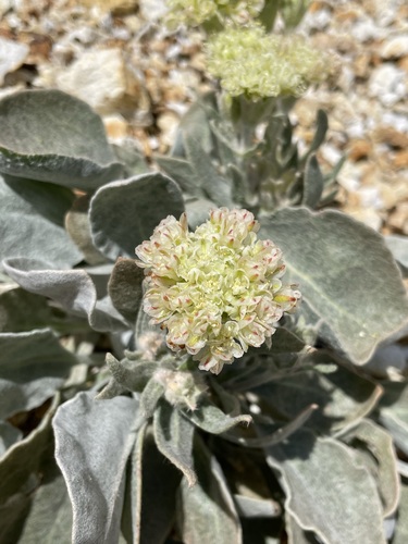 Image of Altered Andesite Buckwheat (Eriogonum robustum) by (c) Matt Berger, some rights reserved (CC BY)