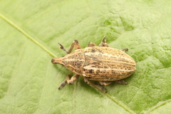 Larinus ursus