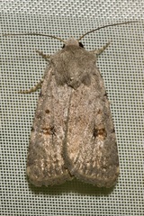 Caradrina kadenii
