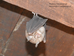 Rhinolophus megaphyllus