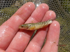 Fundulus zebrinus