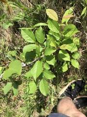 Prunus virginiana virginiana