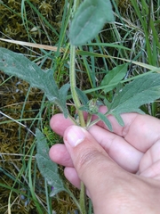 Macrolabis brunellae