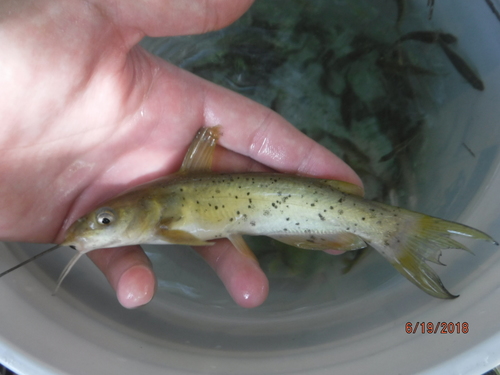 Ictalurus lupus