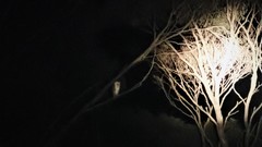 Tyto alba delicatula