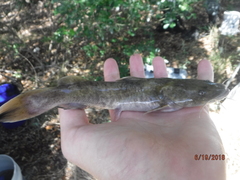 Pylodictis olivaris