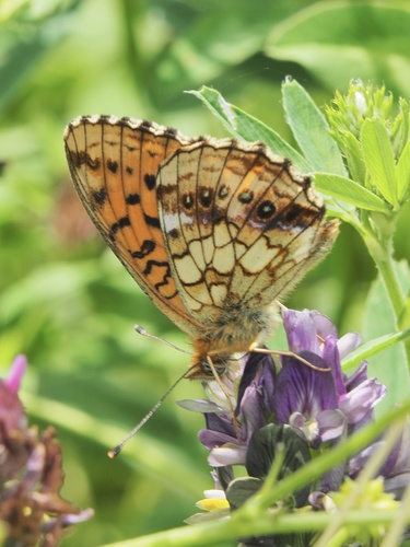 Lesser Marbled Fritillary photo 5