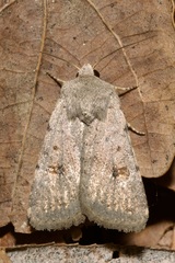 Caradrina kadenii