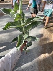 Asclepias eriocarpa