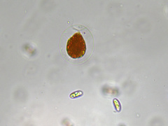 Haematococcus