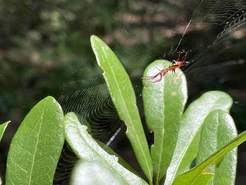 Micrathena image