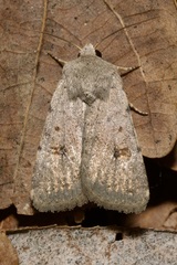 Caradrina kadenii