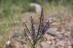 Anarrhinum longipedicellatum