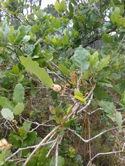 Andricus quercusramuli