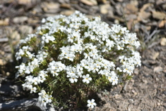 Leptosiphon floribundus