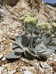 Eriogonum robustum