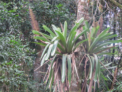 Vriesea bituminosa