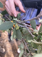 Frangula californica tomentella
