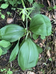 Veratrum parviflorum